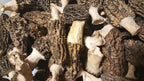 Fresh morels (Spring harvest)
