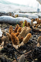Morilles séchées