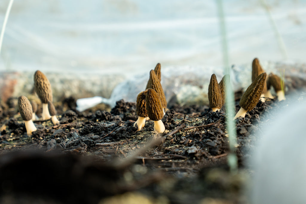 Morilles séchées