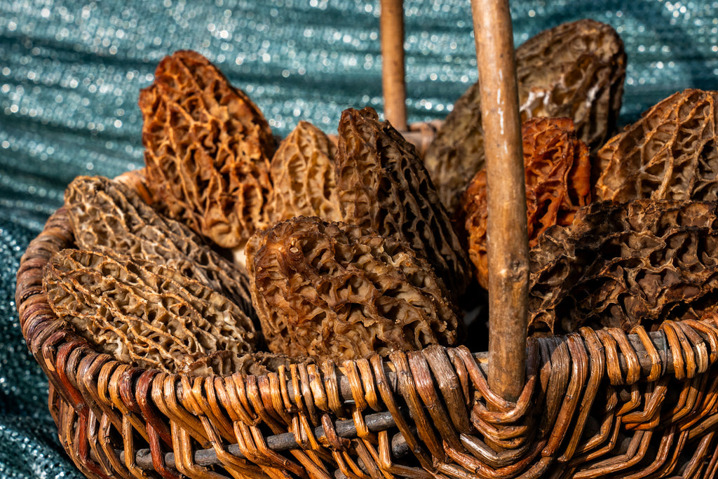 Morilles séchées