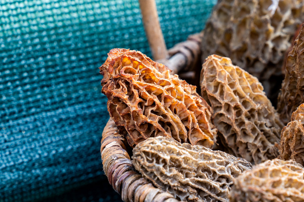 Morilles séchées