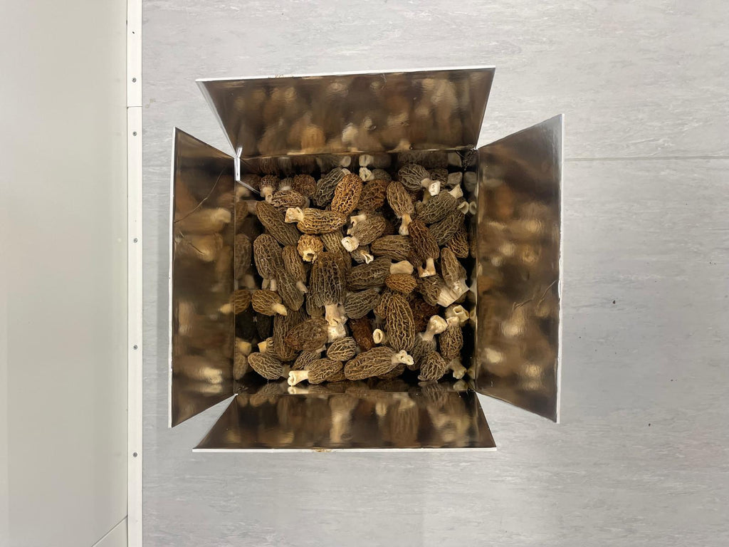 Morilles fraîches (Récolte de printemps)