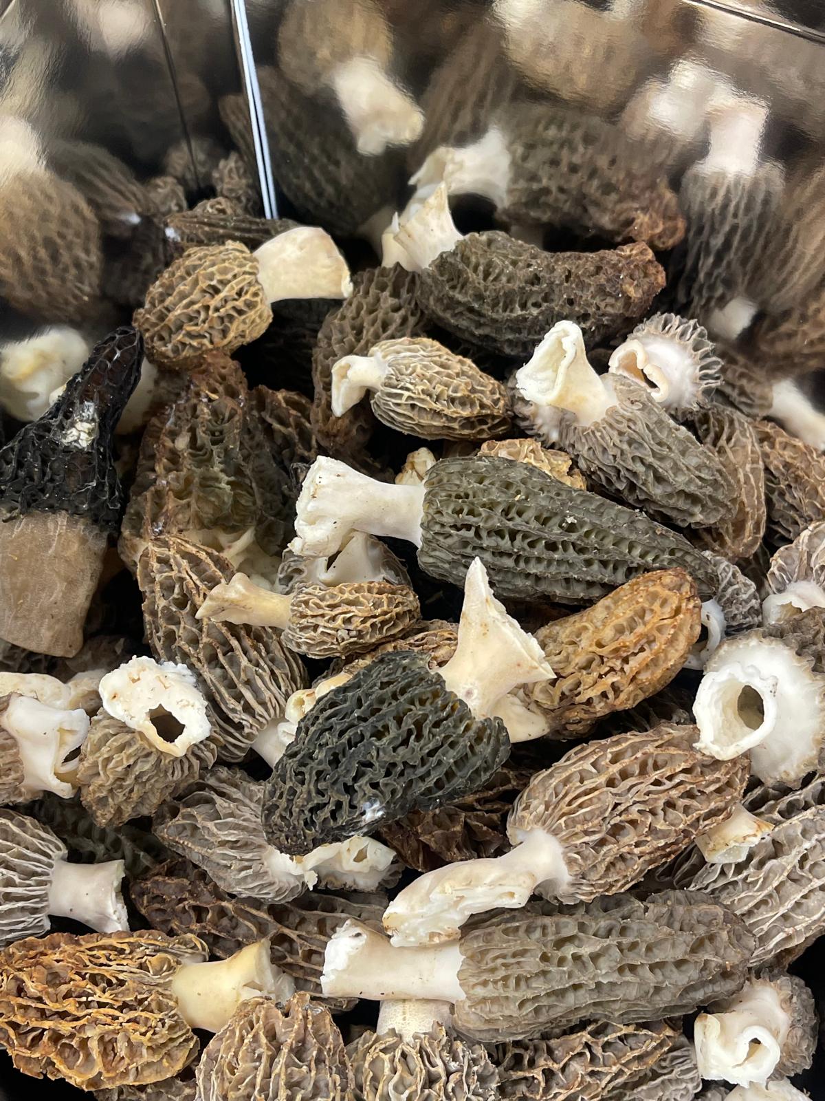 Morilles fraîches (Récolte de printemps)