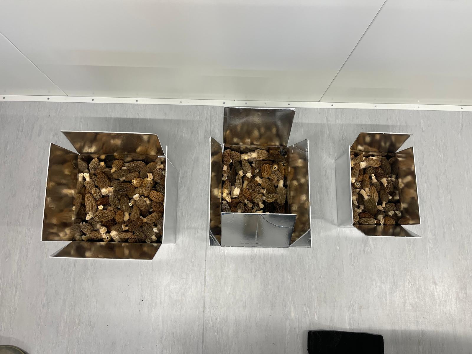 Morilles fraîches (Récolte de printemps)